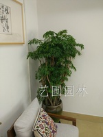 艺圃专属