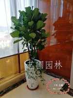 琴叶榕