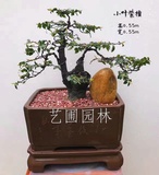 艺圃专属