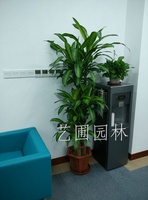 步步高