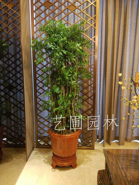 艺圃专属
