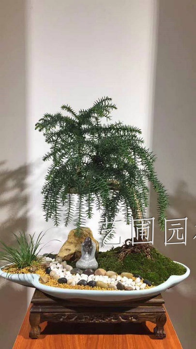 不老松