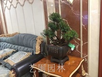 艺圃专属