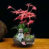 艺圃专属