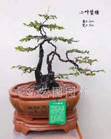艺圃专属