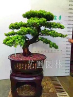 艺圃专属