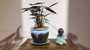 小仙女