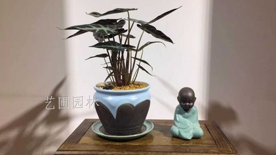 小仙女
