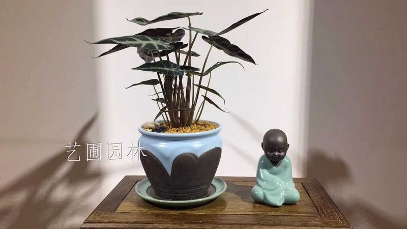 小仙女