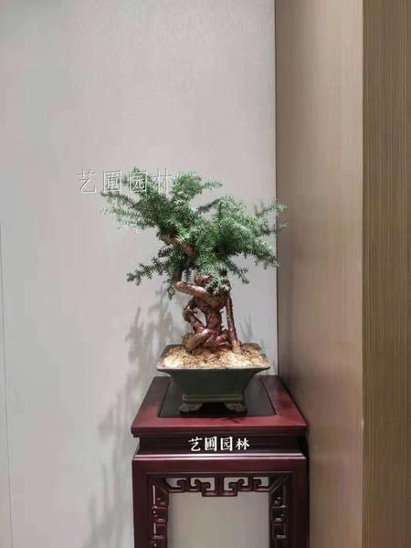 不老松盆景