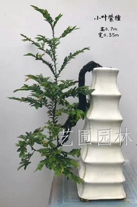 艺圃专属