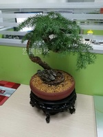 盆景澳洲松