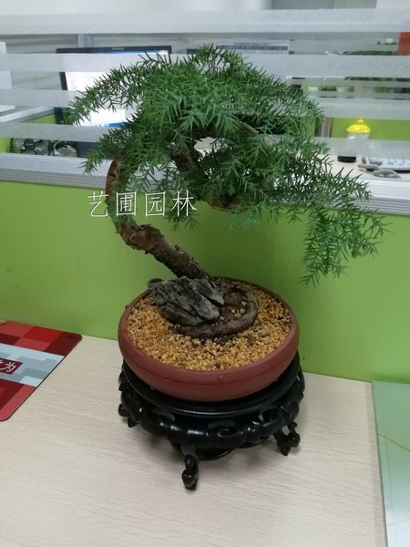盆景澳洲松