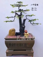 艺圃专属