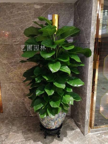 高配绿萝