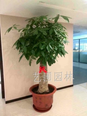 单支发财树