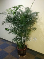 夏威夷竹