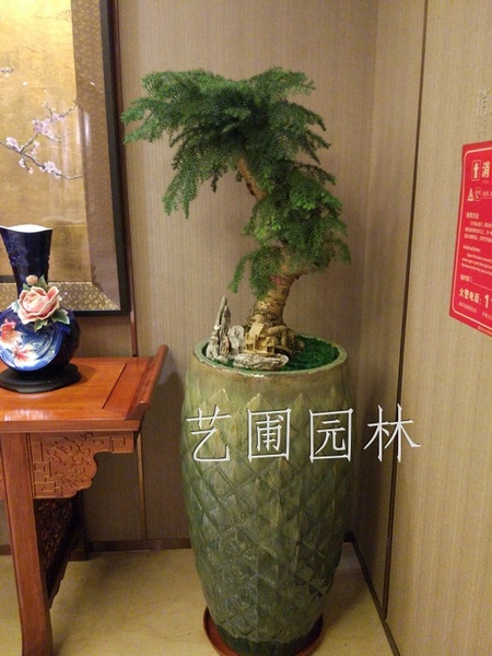 不老松