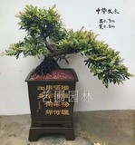 艺圃专属