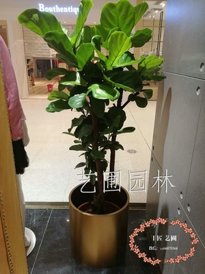 琴叶榕