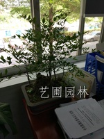 艺圃专属