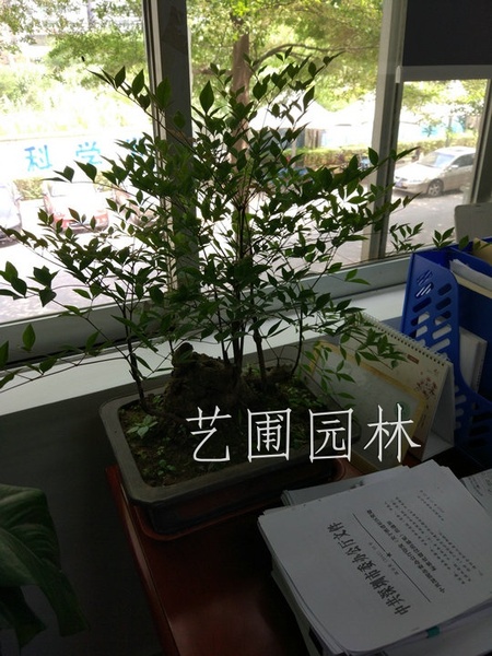 艺圃专属
