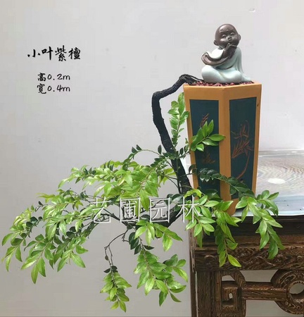 艺圃专属
