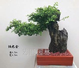 艺圃专属