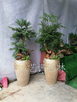 澳洲松