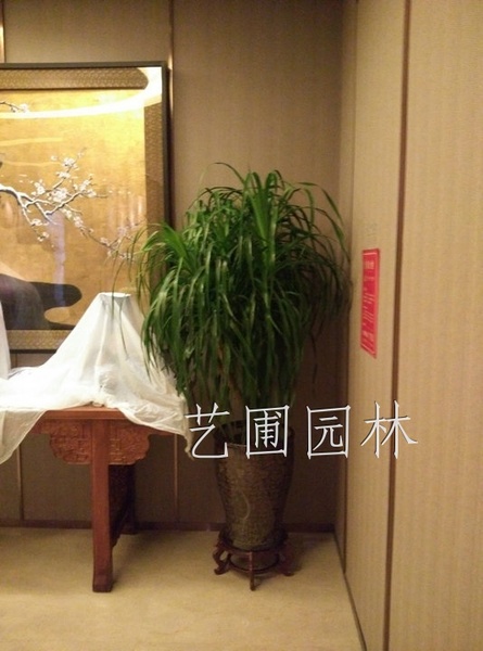 龙须铁