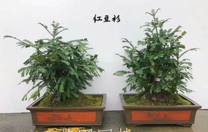 艺圃专属
