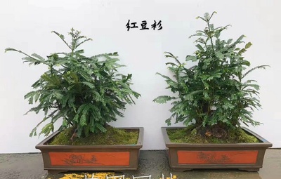 艺圃专属