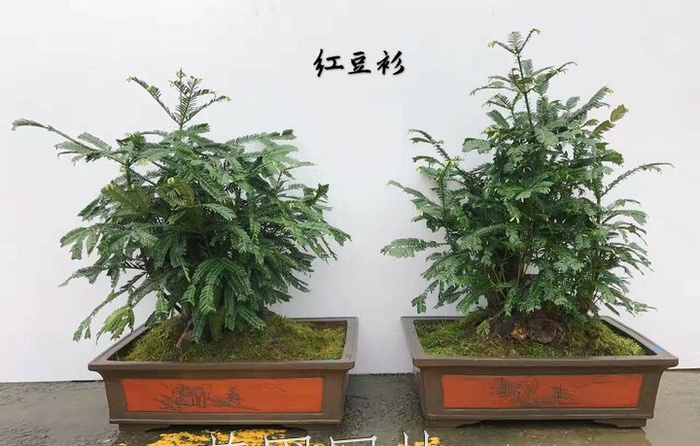 艺圃专属
