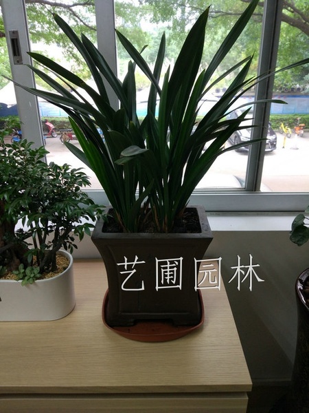 艺圃专属