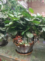 艺圃专属