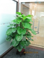 绿萝（大叶）