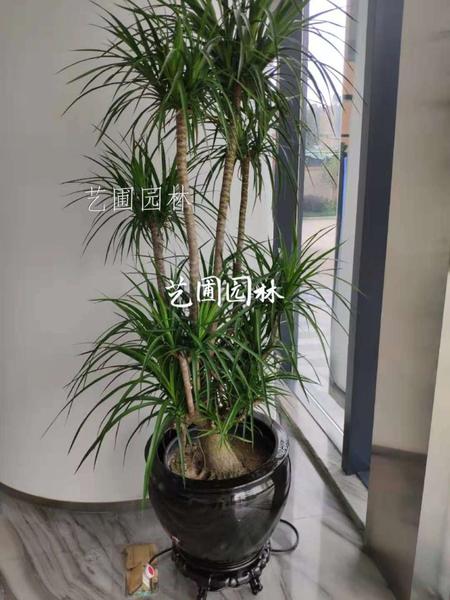龙须铁