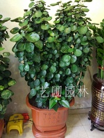 福禄寿
