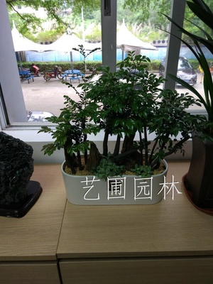 艺圃专属