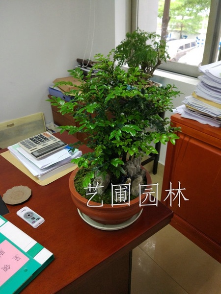 艺圃专属