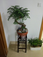 艺圃专属