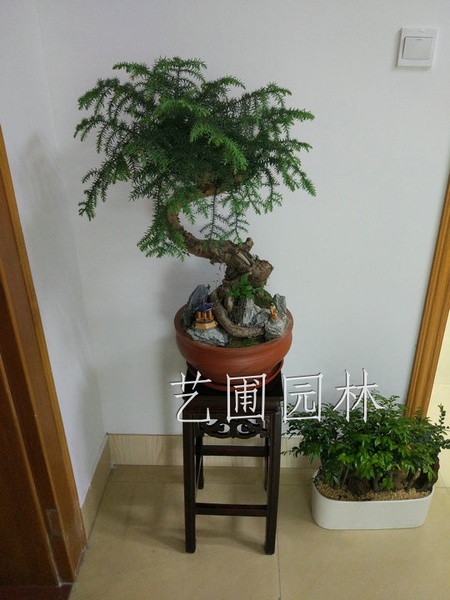 艺圃专属