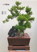 艺圃专属