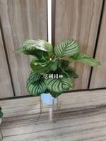 青苹果