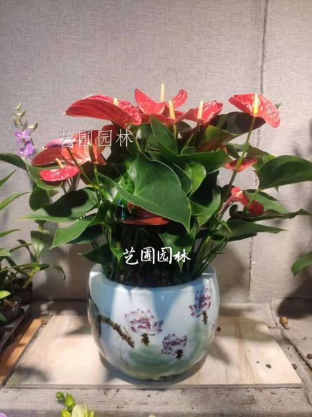 红掌