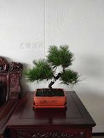 日本黑松