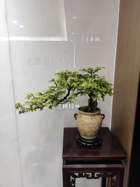 紫檀