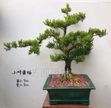 艺圃专属