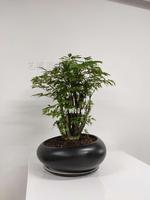 独桩福禄桐盆景
