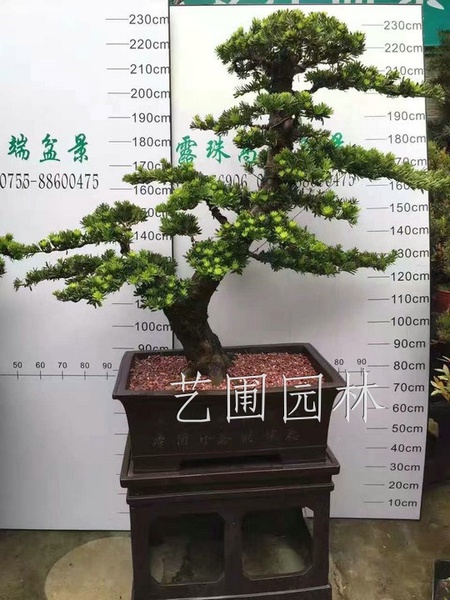 艺圃专属